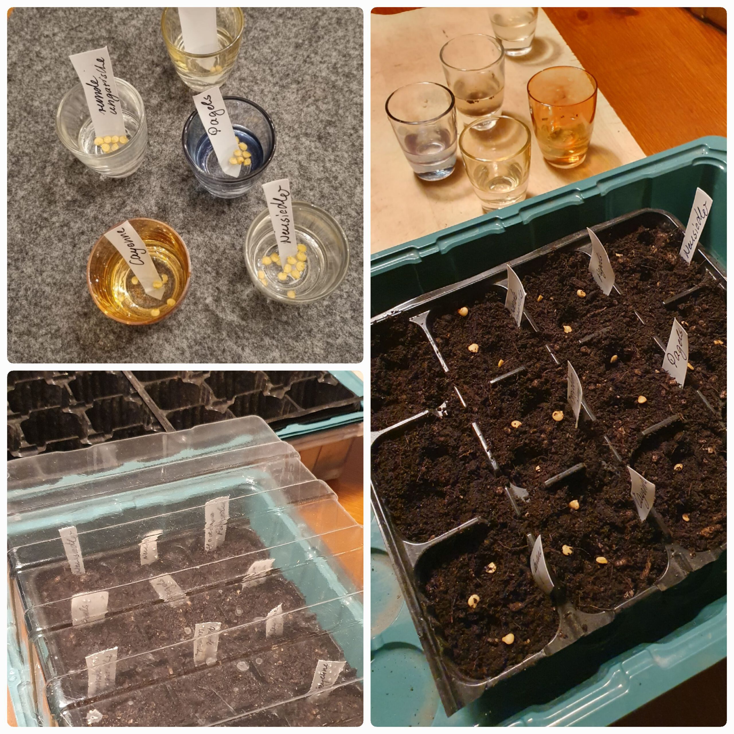 Paprikaaussaat im Januar