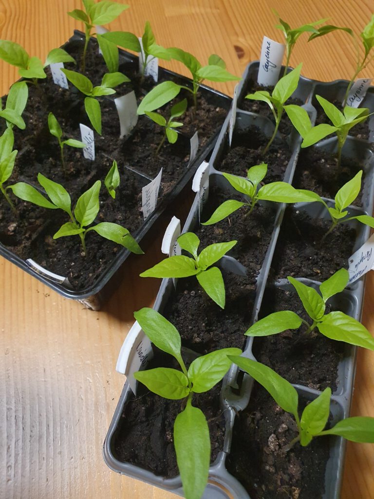 Paprika fertig vereinzelt