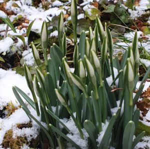 Schneeglöckchen im Februar