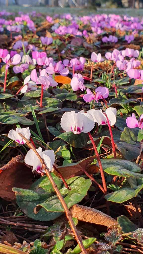 Vorfrühlings-Alpenveilchen (Cyclamen coum)