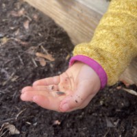 Ein Kind in einer gelben Jacke hält vorsichtig ein kleines Bodenlebewesen auf seiner offenen Hand und beobachtet es am Rand eines hölzernen Hochbeets.