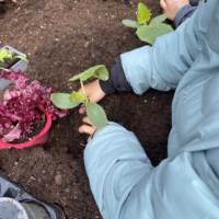 Ein Kind in einer hellblauen Jacke pflanzt vorsichtig einen kleinen Gemüsesetzling in die dunkle Erde eines Hochbeets, während daneben rote Salatpflanzen und Pflanztöpfe bereitstehen.