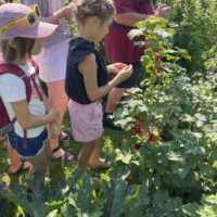 Kinder der Beet Buddies naschen beim Sommerabschluss im Garten frisch gepflückte rote Beeren von einem Johannisbeerstrauch.
