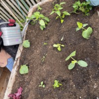 Ansicht von oben auf ein frisch bepflanztes hölzernes Hochbeet mit jungen Gemüsesetzlingen und Salat, während eine graue Gießkanne mit der Aufschrift „Beet Buddies“ die Pflanzen gießt.
