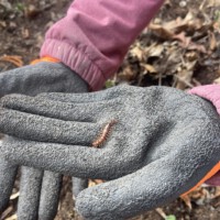 Naheinstellung von zwei Händen in dunkelgrauen Gartenhandschuhen, auf deren Handfläche ein kleiner Tausendfüßler sitzt.